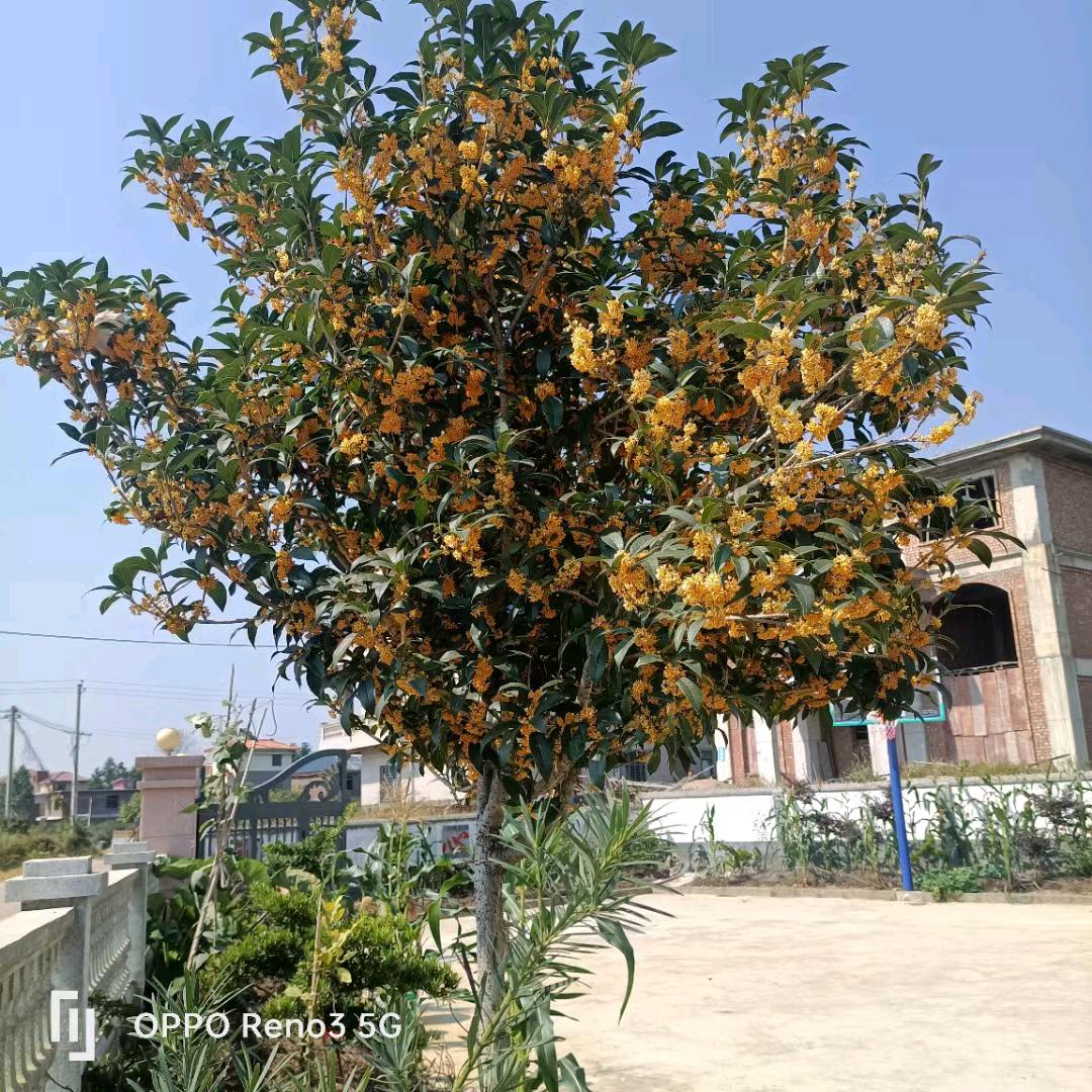 ღ᭄㞮孞༊ ړ࿐