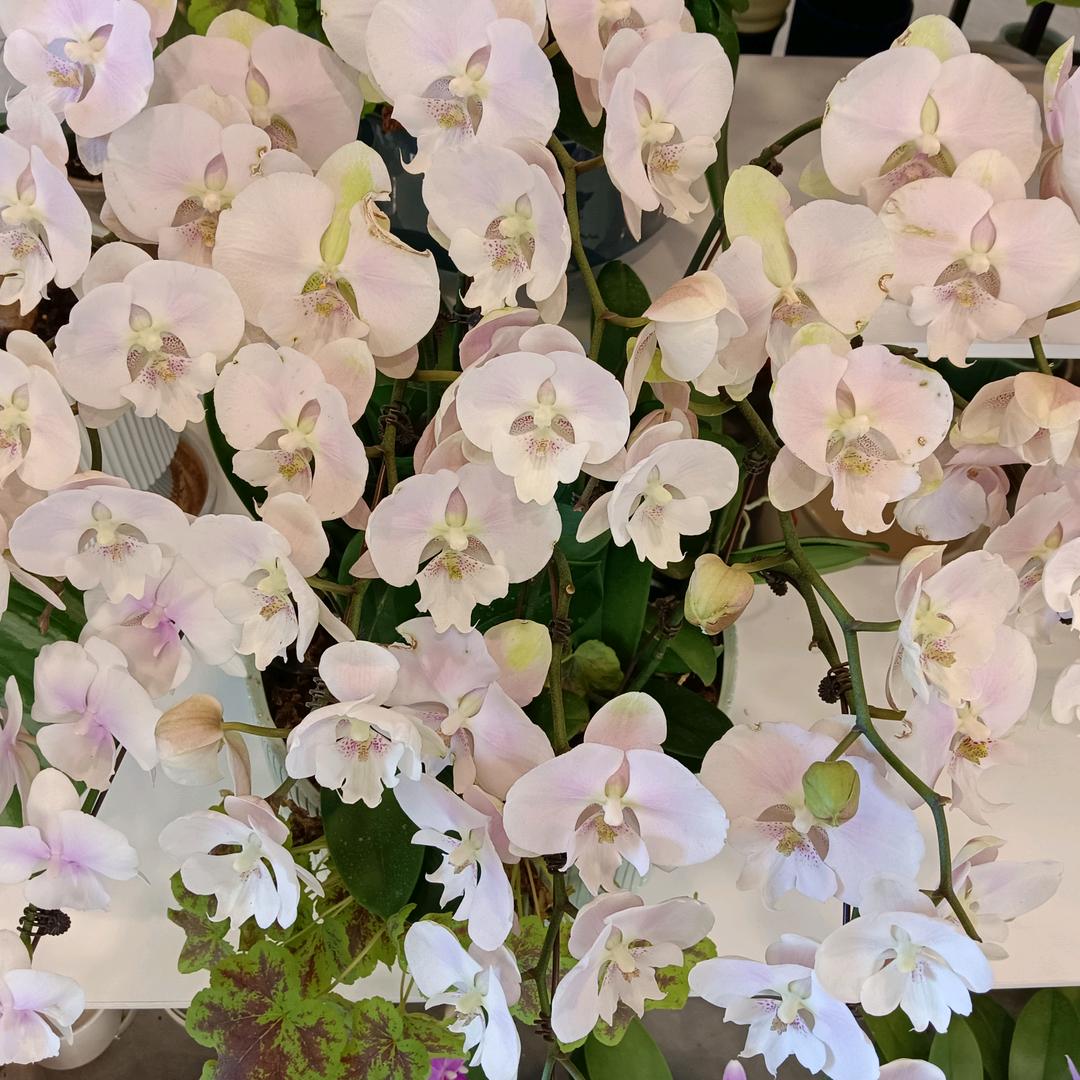 毛丫头