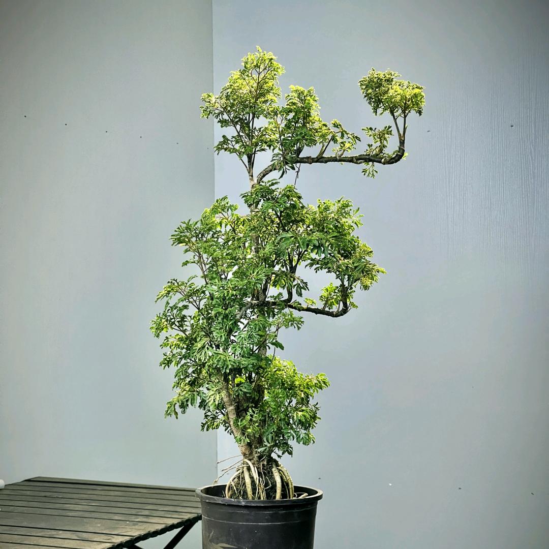 合壹绿植坊