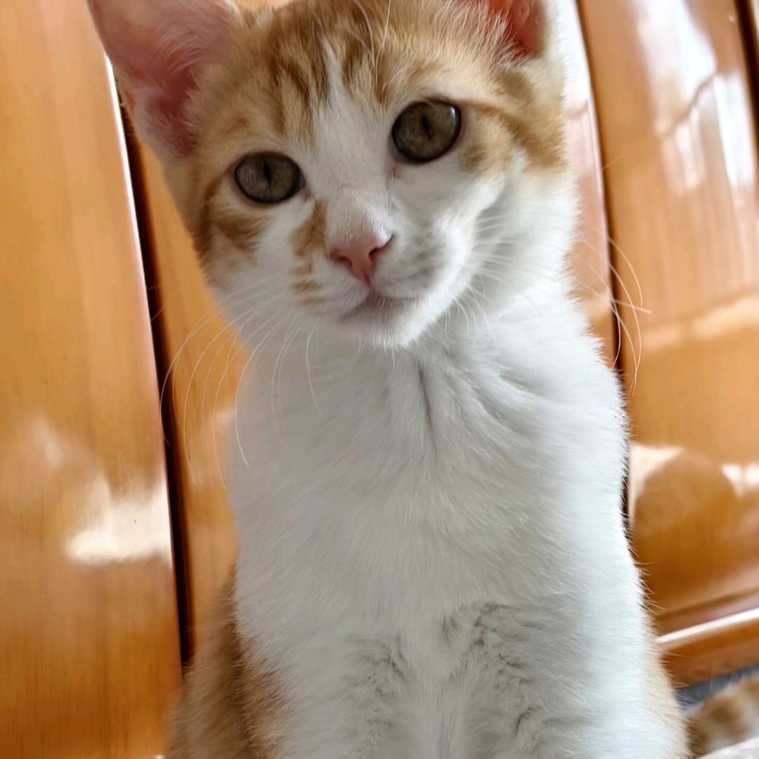 泰迪家有小橘喵