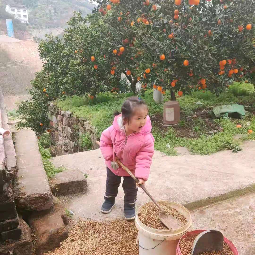 橙香四季     蓝桉