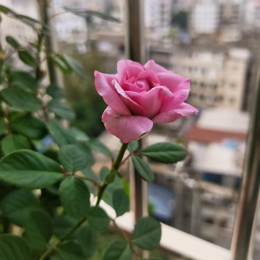 紫气东来