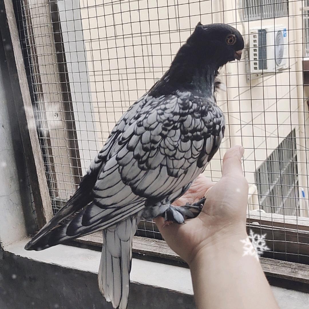 我叫阿龙
