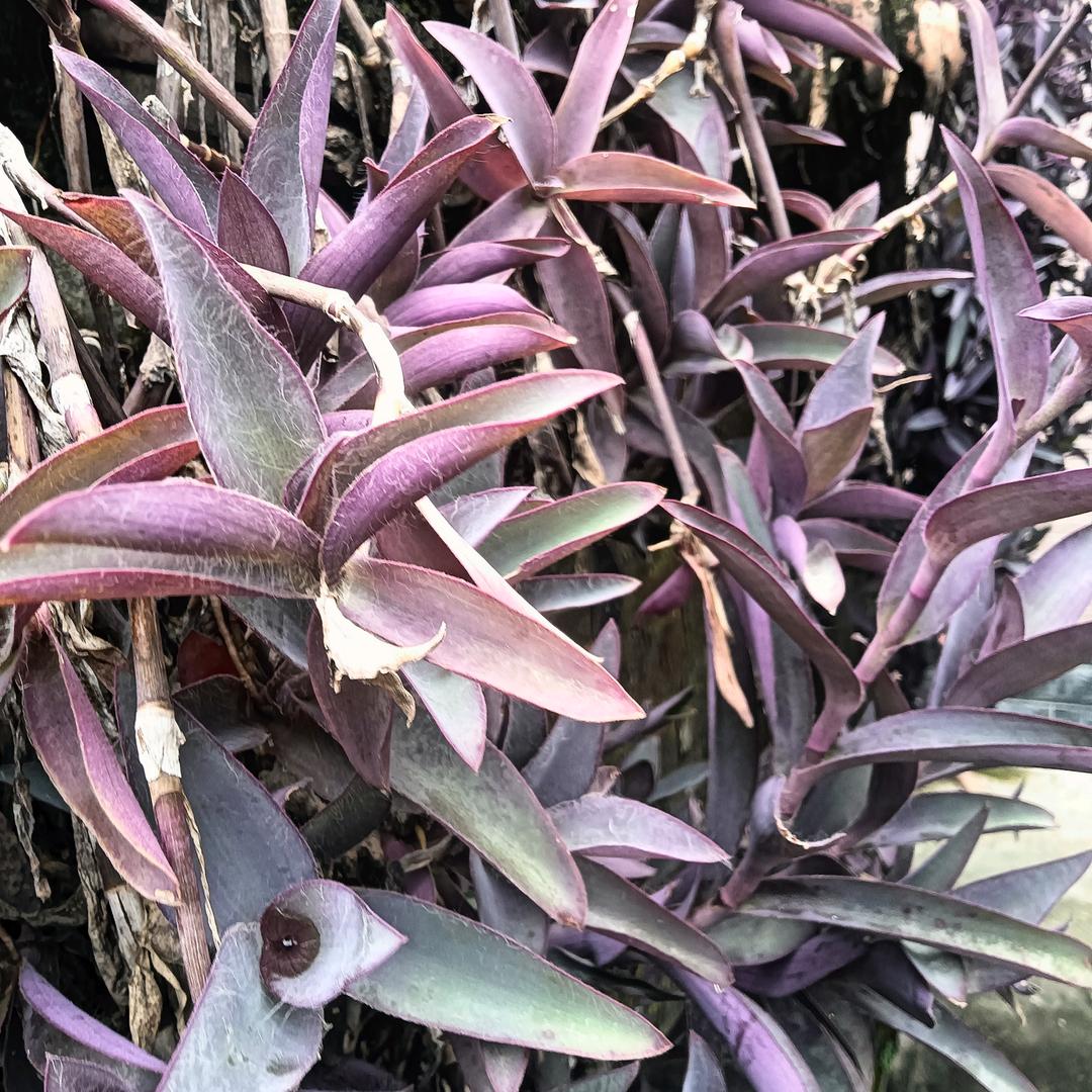 一杯老酒品人生