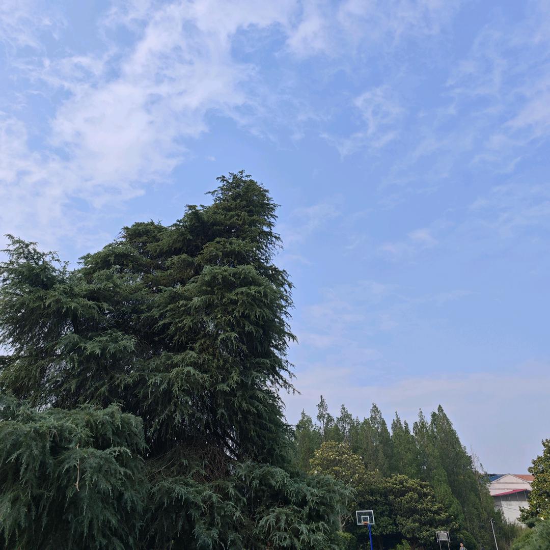 飞鱼