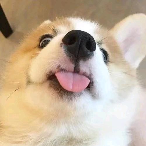 炫迈V芒果
