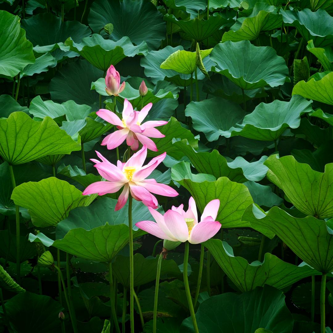 花开花落