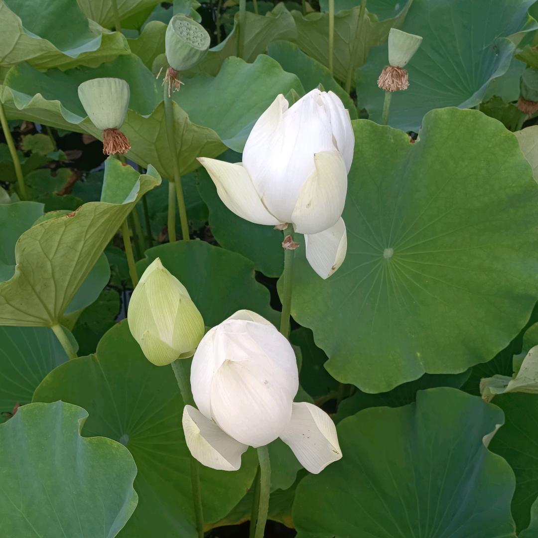 💖好运连连💰🌹