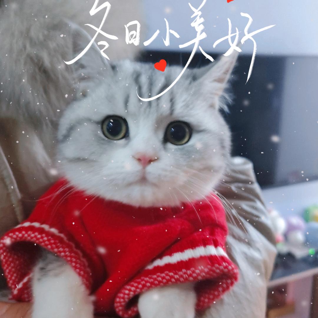 不吃鱼的猫
