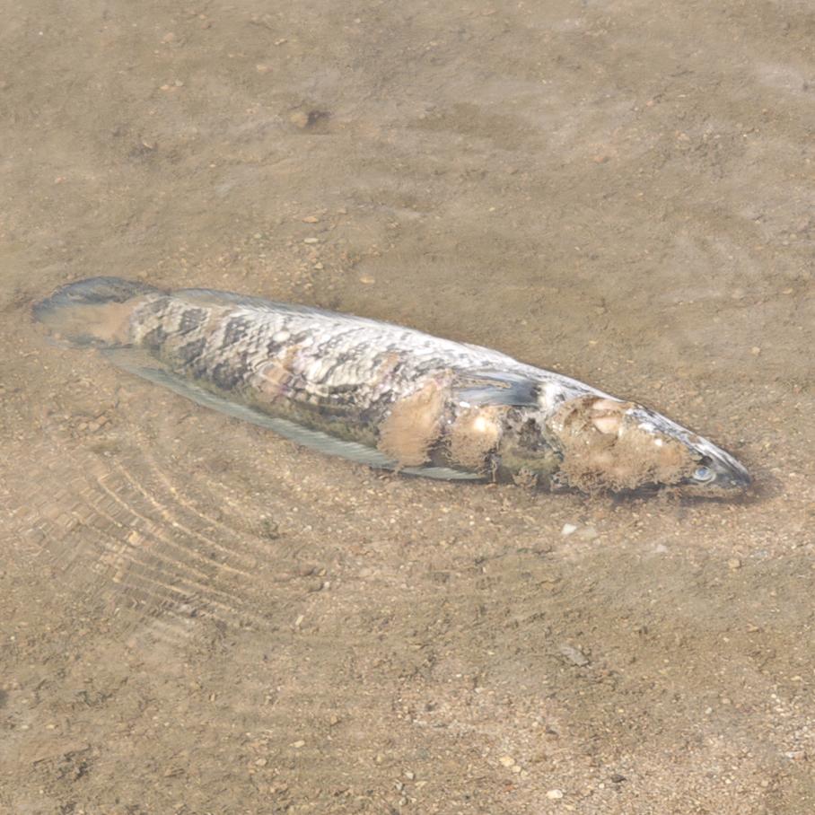 ⁺✞ʚ炭烤秋刀鱼重度依赖ɞ✟₊