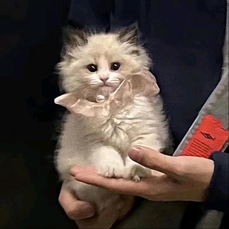 晕了咩ᶻ.🐾