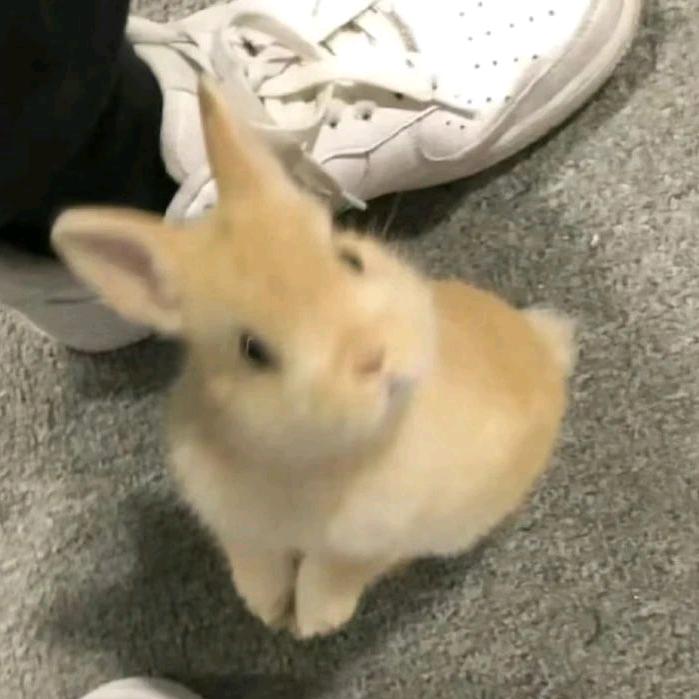 片片鱼
