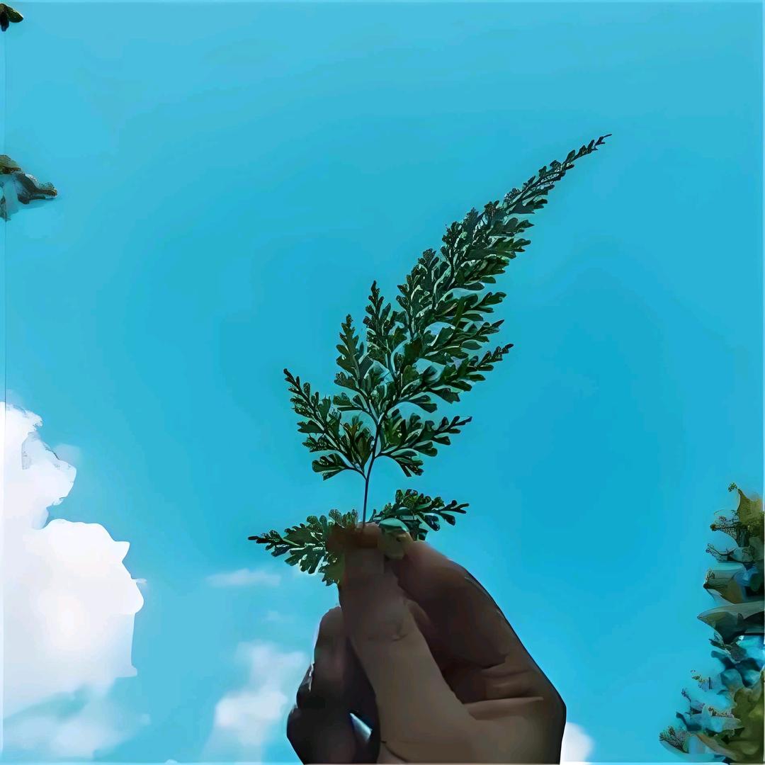 浅忆～微凉