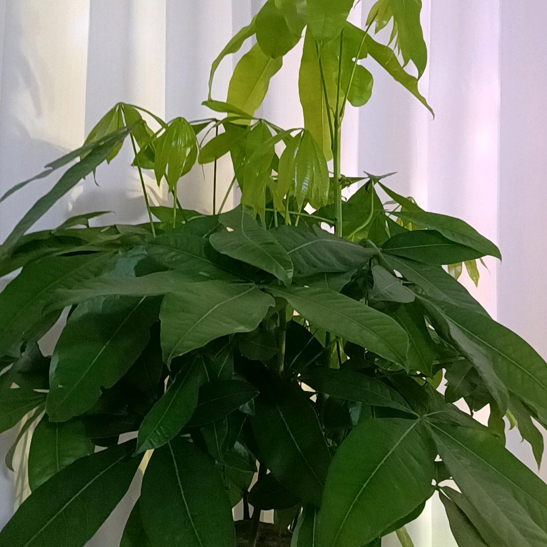 枫🌸思🌹雨🌨