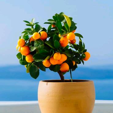 :🥀⃟错把᭄敷衍ꦻ当承诺