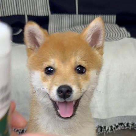 粒粒小柴犬
