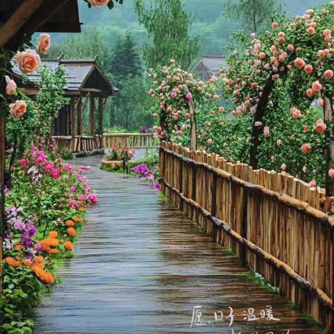 ༻🌹༻