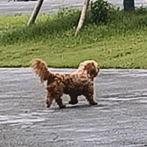 墨染狂飙
