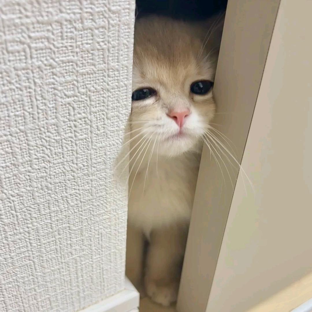 WWW