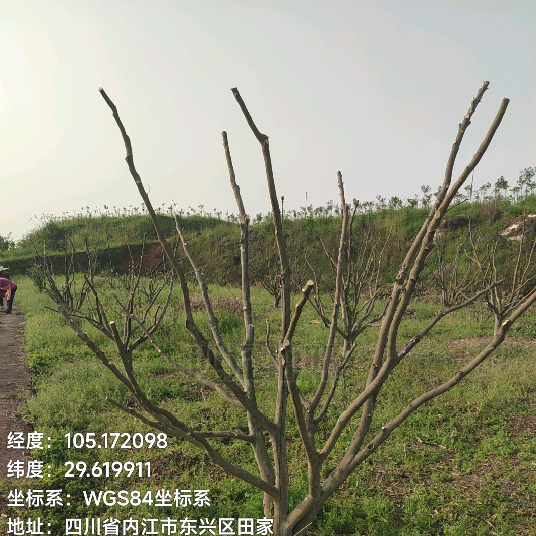 熊猫修剪（收徒）