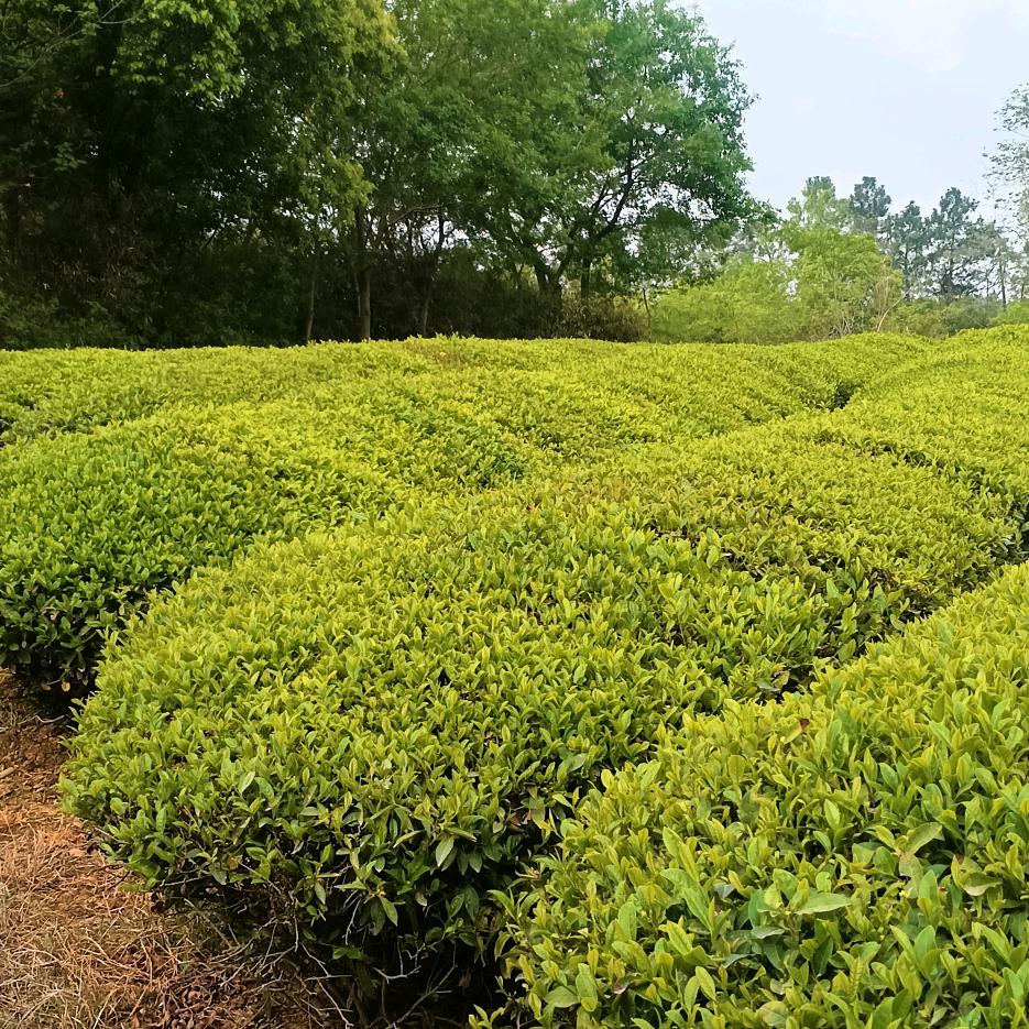 玉意平安