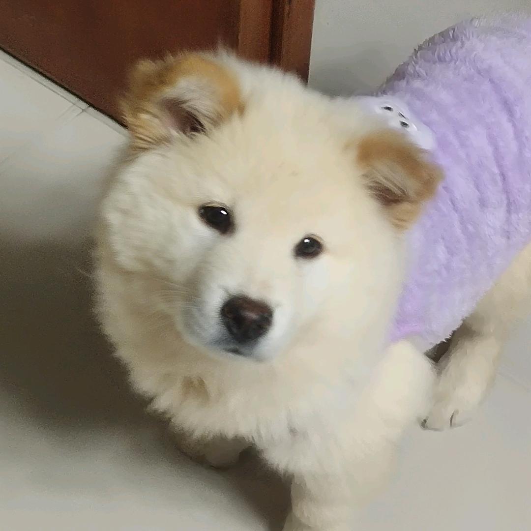 橙子
