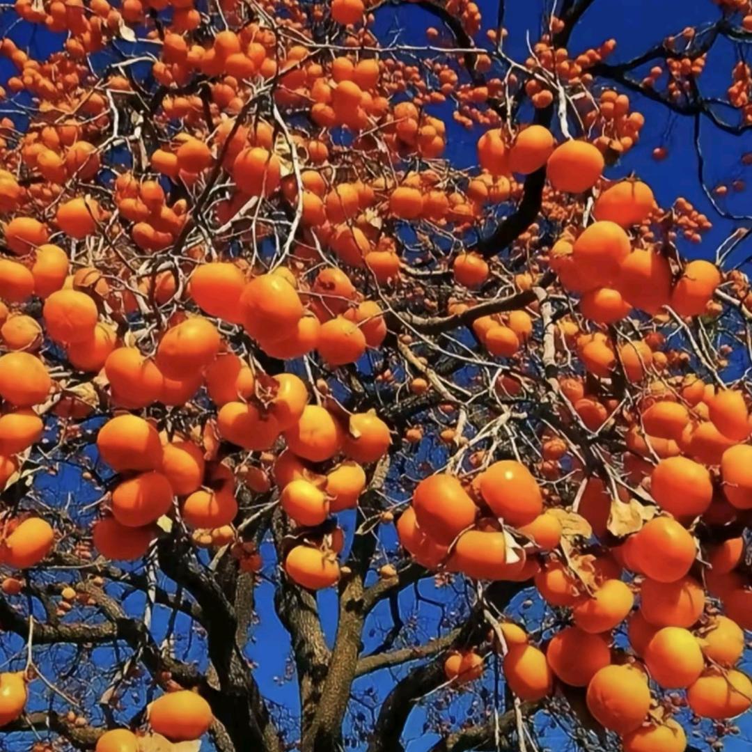 二老表顺风(商品车运送)