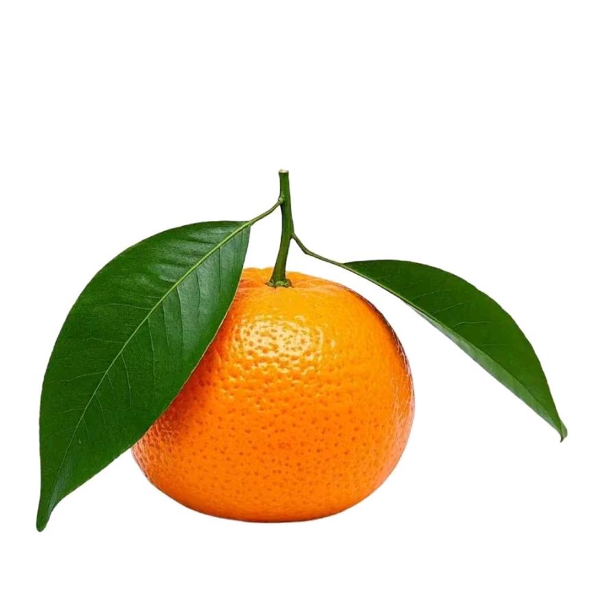 砂糖橘🍊