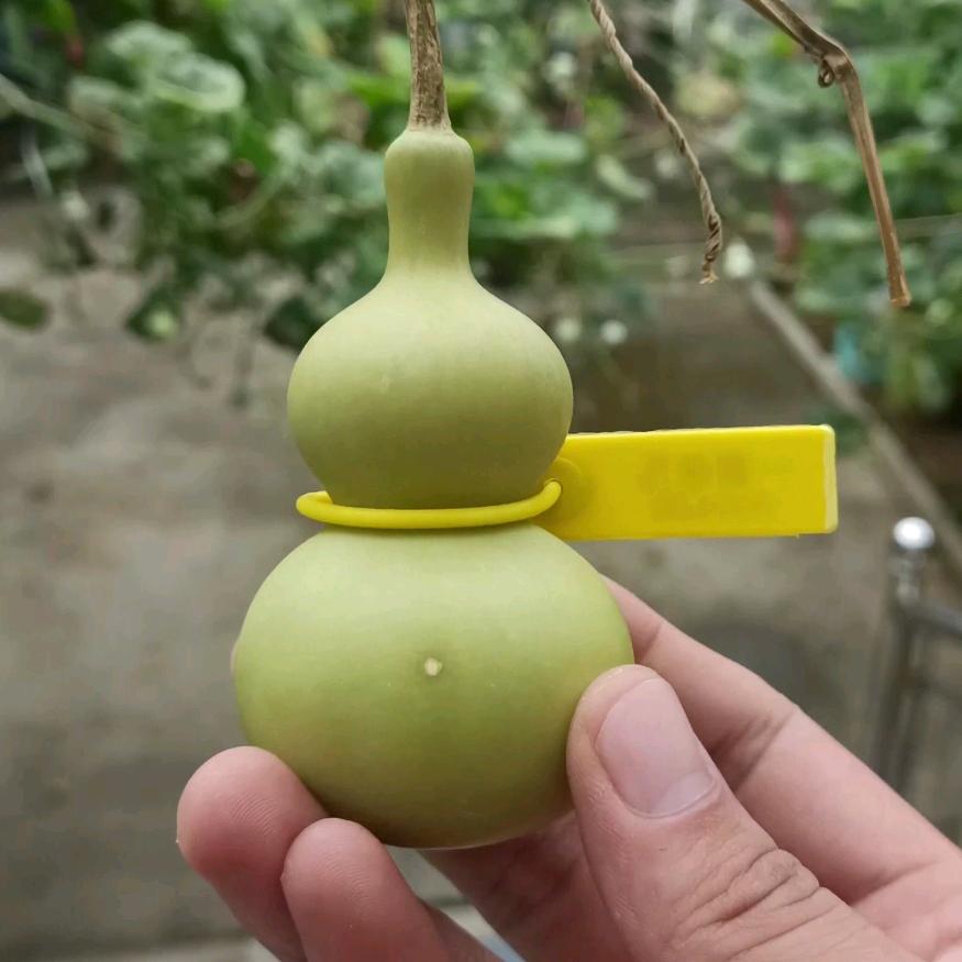 一葫老九 (葫芦)