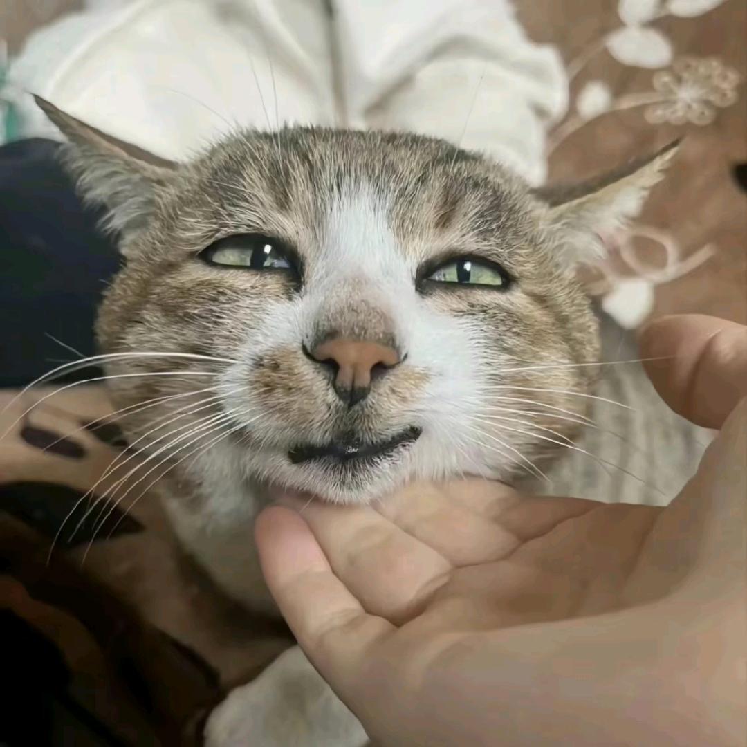 米虫