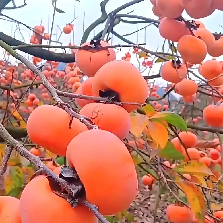 春羽