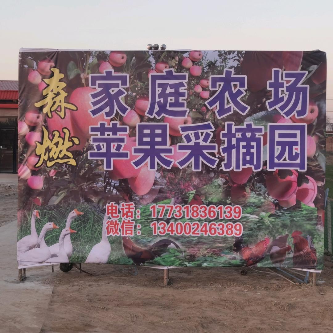 定州市鲍市邑村森燃苹果采摘园鲍会习
