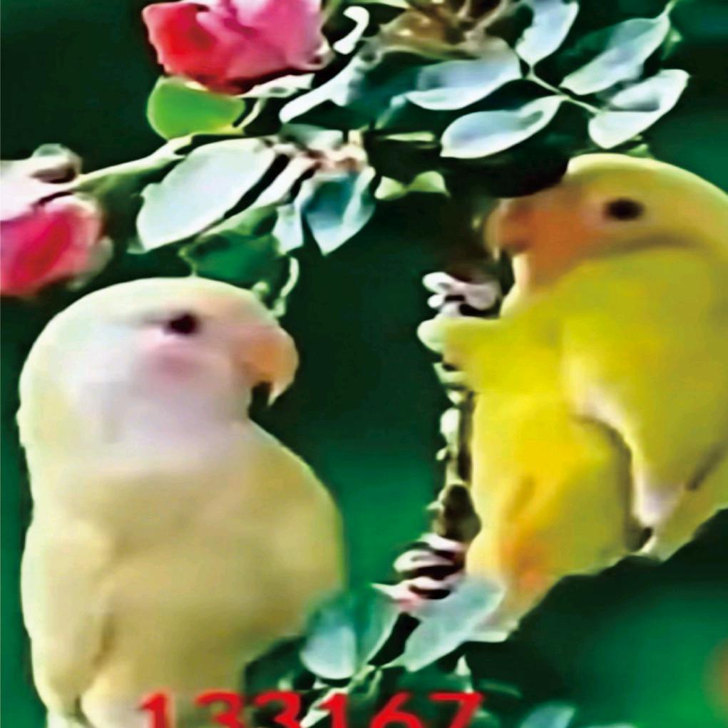 兰兰