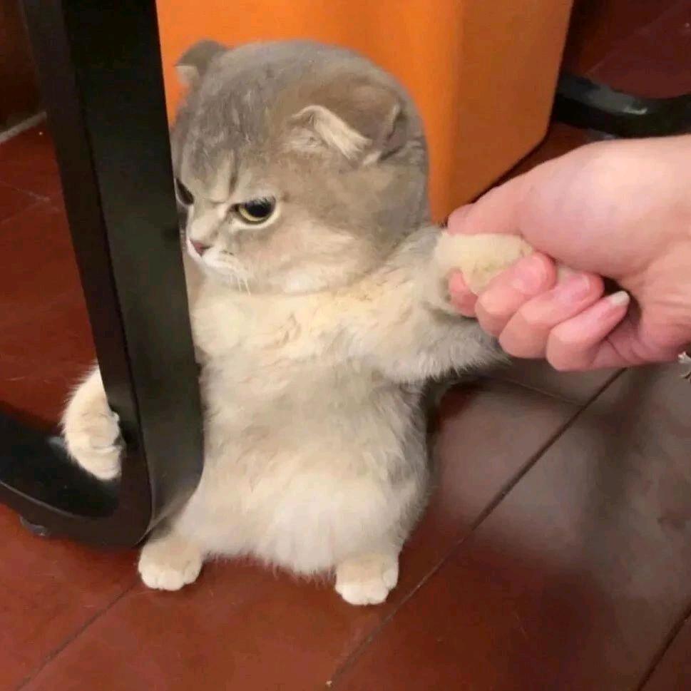 彩