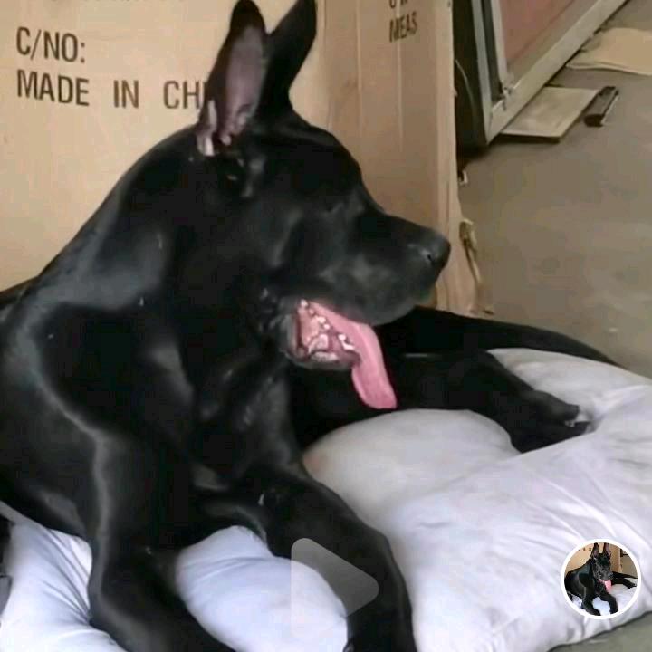 安徽黑狼培育基地