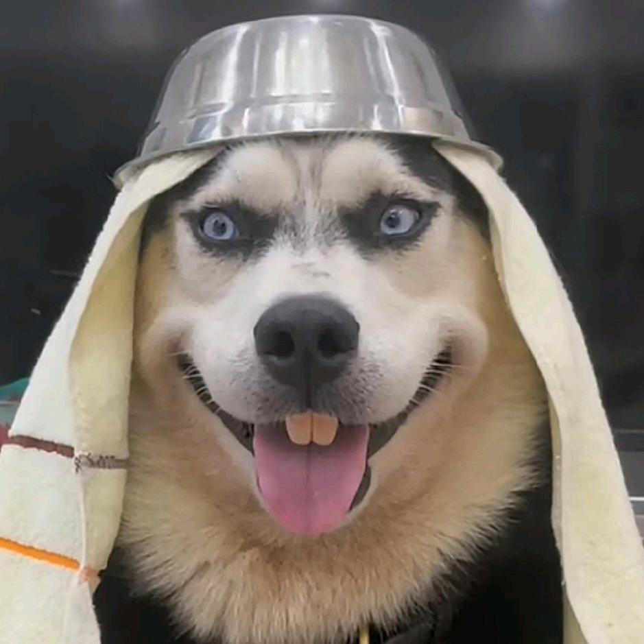 阿拉伯豪