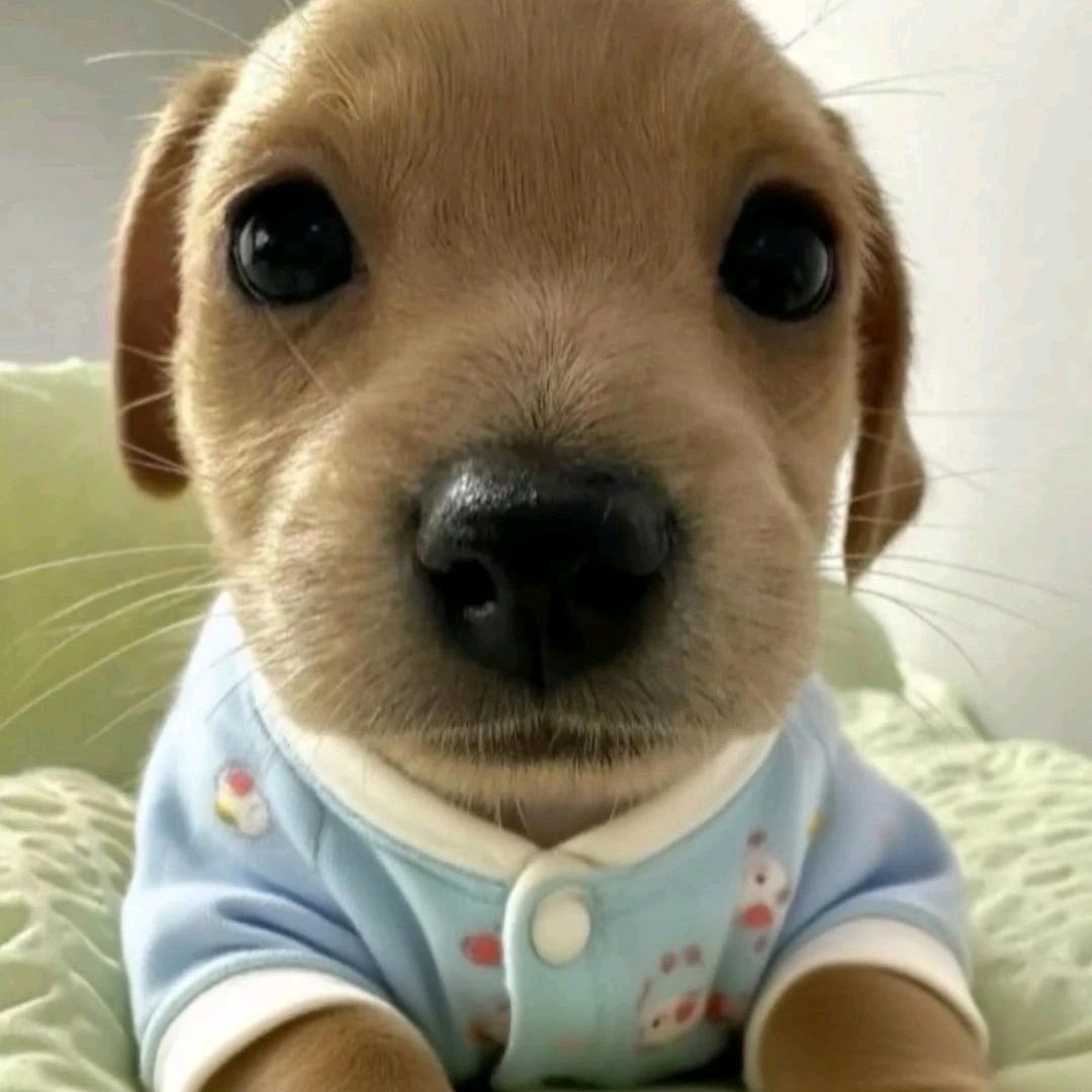 菲主牛