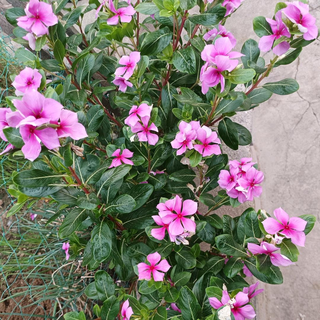 王芹