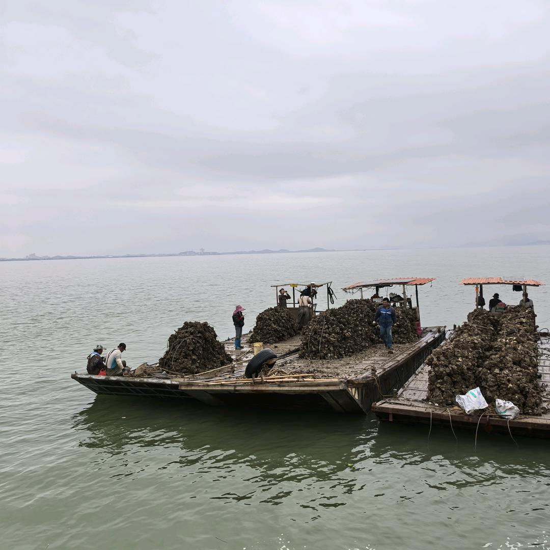 台山海小鲜水产好货店