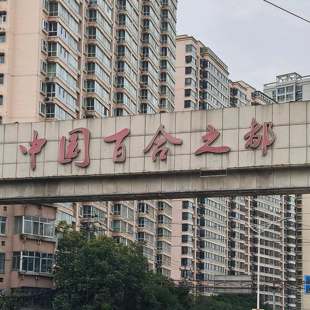 百合种植（贵州小吕）