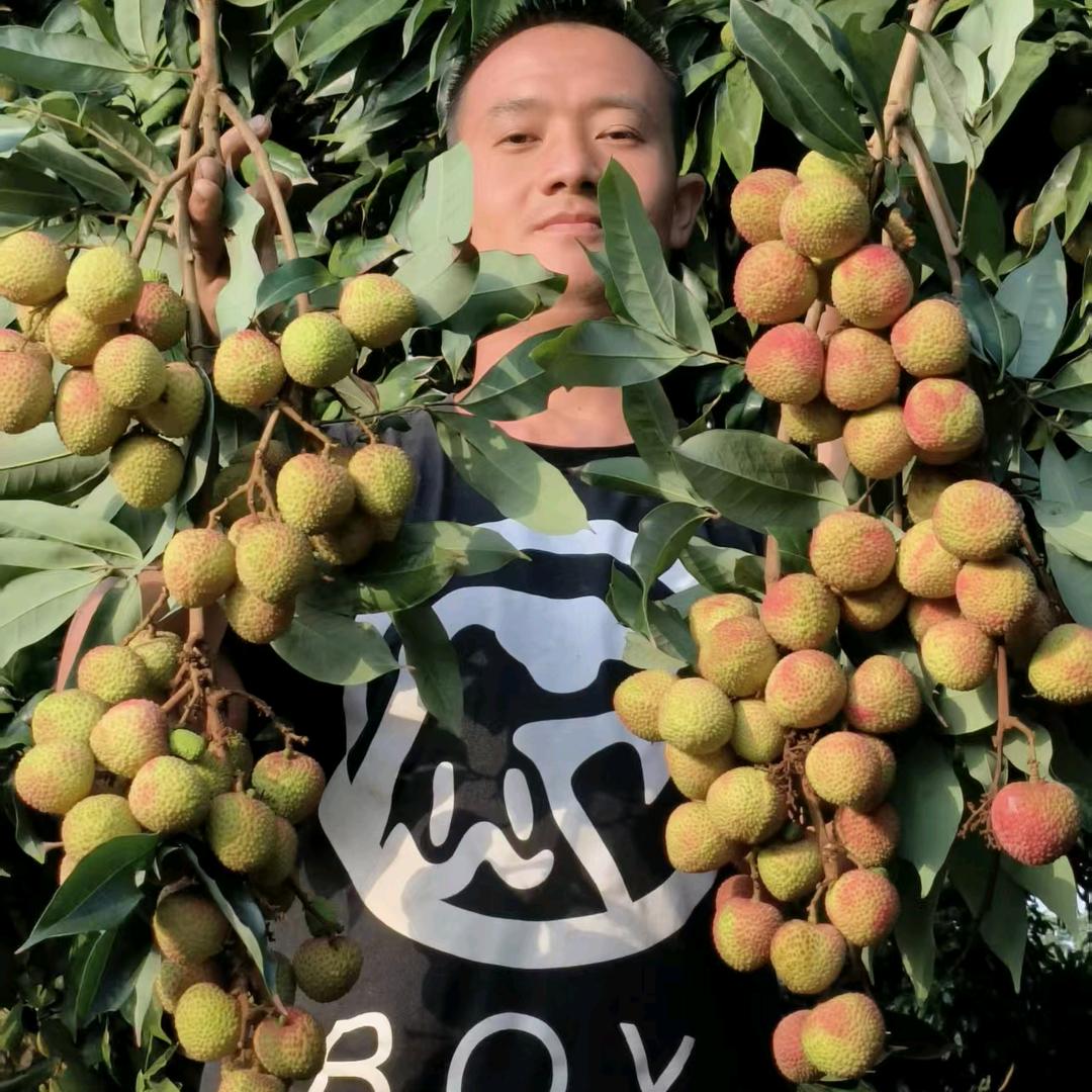 小魏荔枝苗