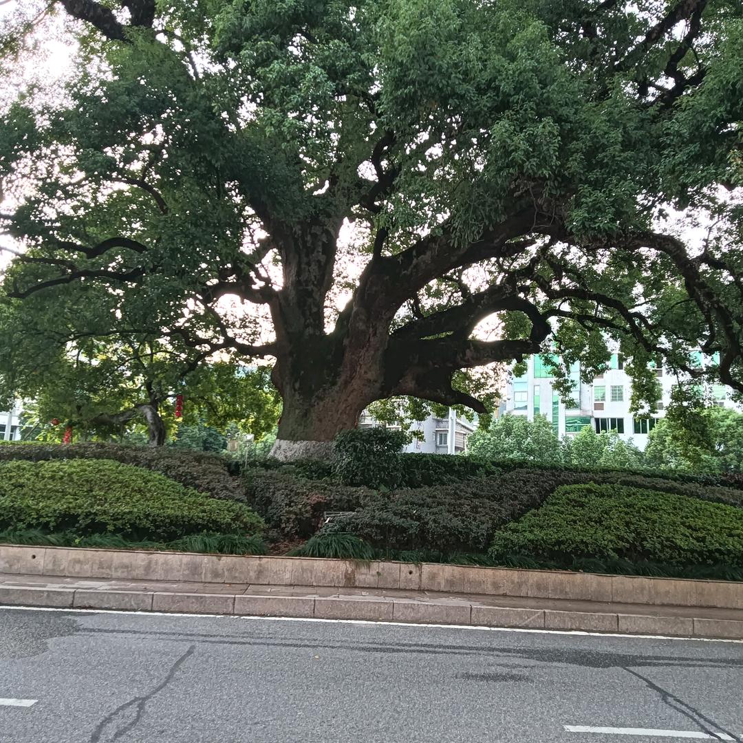 🇨🇳谭讓