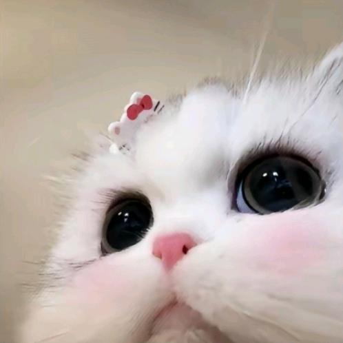 摆烂小崽