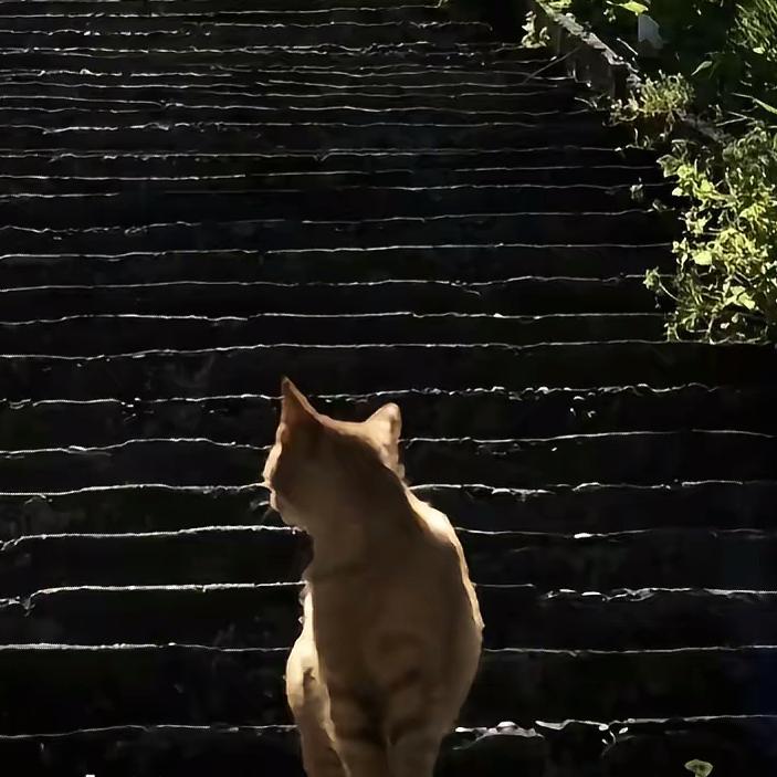 陈木Tech