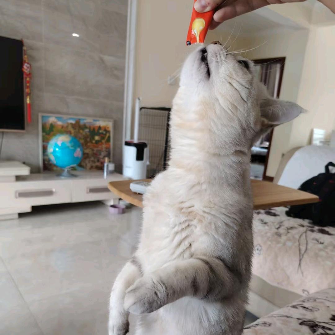 龖飝