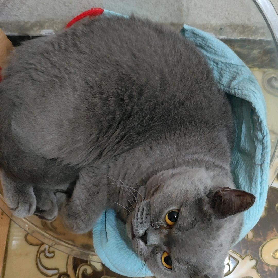 橙子