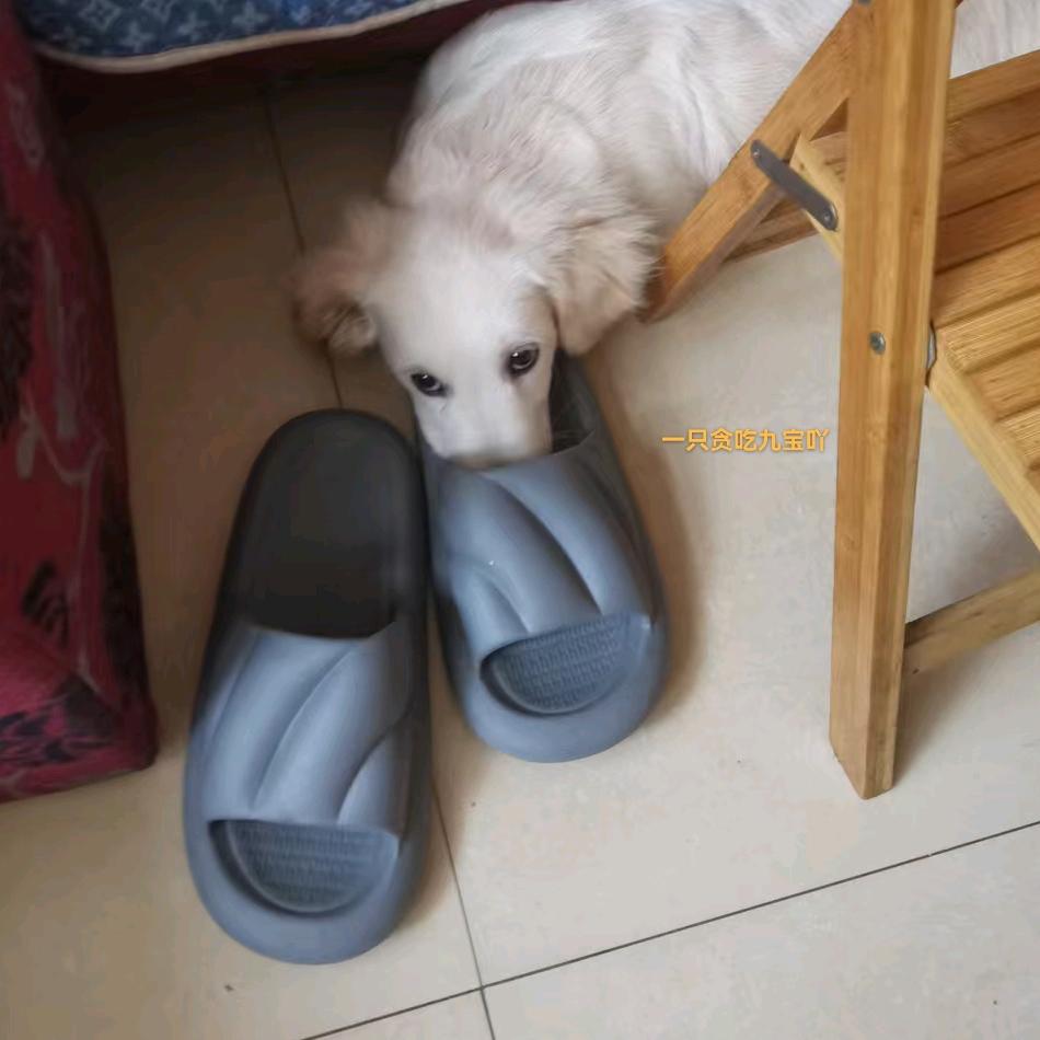 一只贪吃九宝吖(｡･ω･｡)