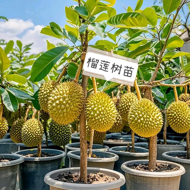 果树苗批发