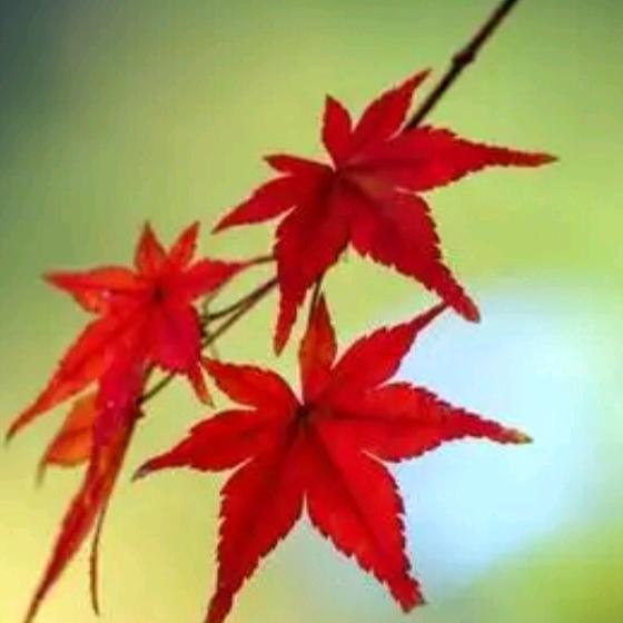 枫叶红了(杜)