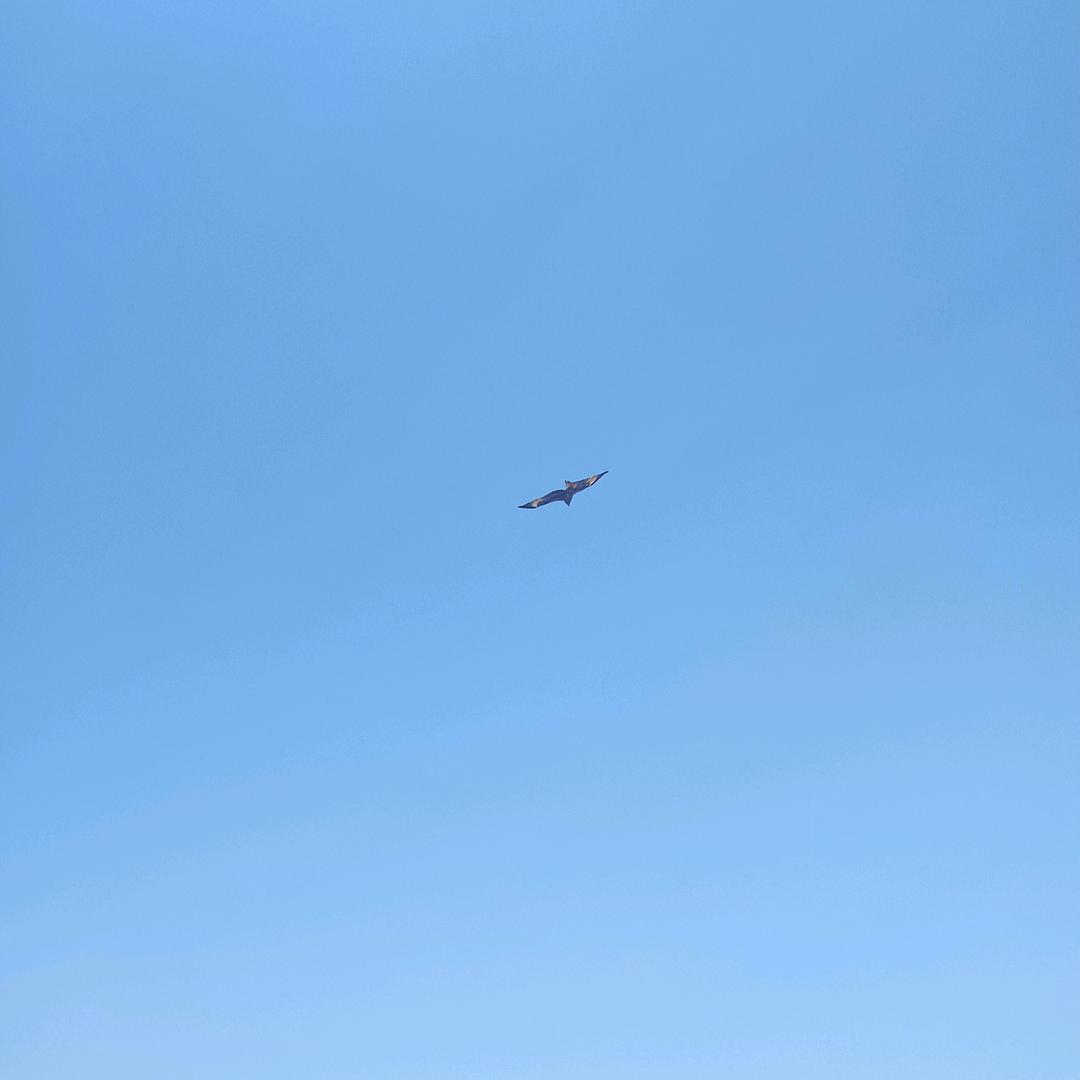法海